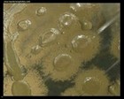 Bacillus sp. colony on Mueller-Hinton agar